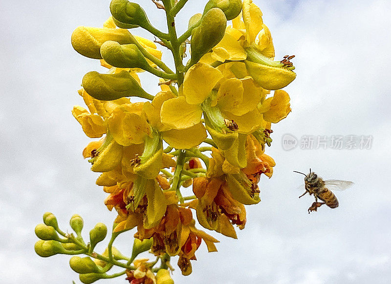 马利筋上的黑脉金斑蝶(Danaus plexippus)